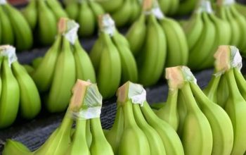 banano-ecuatoriano